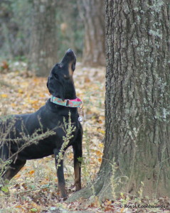 Daisy Looking for Squirrels